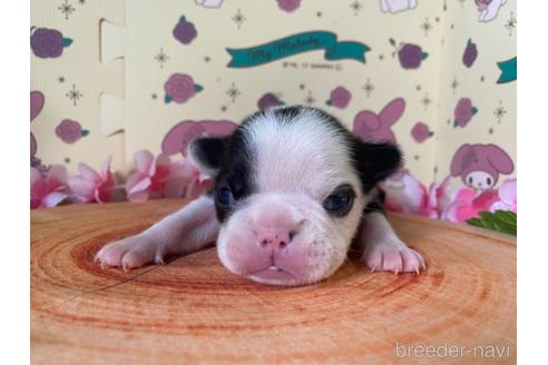 成約済の栃木県のミックス犬-159224の20枚目