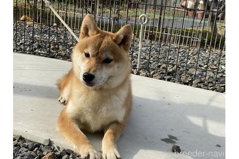 成約済の岡山県の柴犬-137914の5枚目