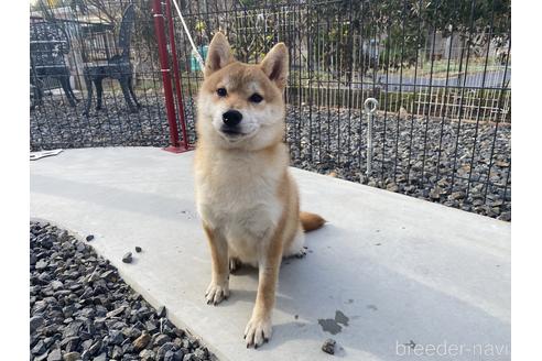 成約済の岡山県の柴犬-137914の4枚目