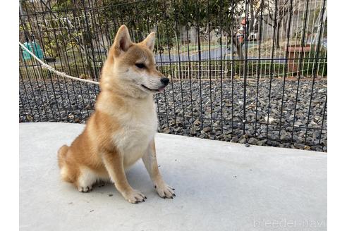 成約済の岡山県の柴犬-137914の3枚目