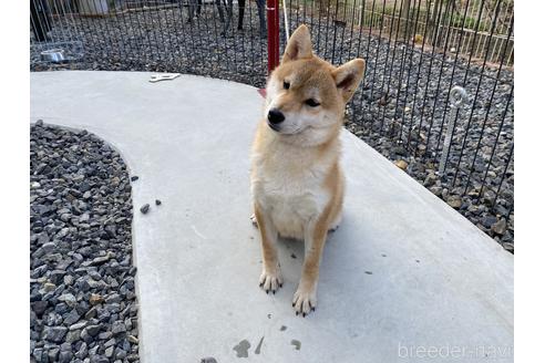 成約済の岡山県の柴犬-137914の1枚目