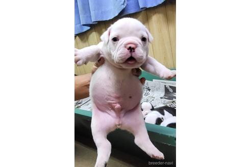 成約済の沖縄県のミックス犬-155506の16枚目