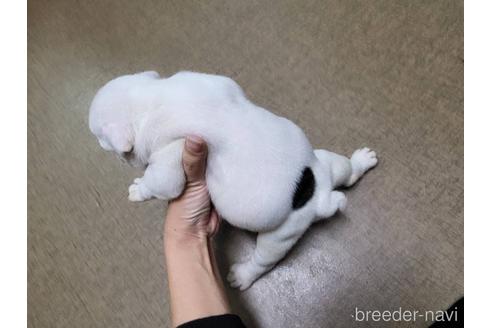 成約済の沖縄県のミックス犬-155506の14枚目
