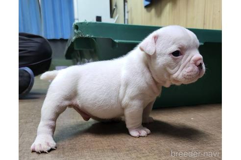 成約済の沖縄県のミックス犬-155506の13枚目