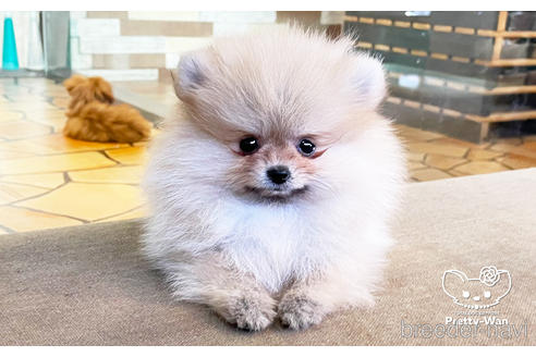 成約済の愛知県のポメラニアン-148263の1枚目