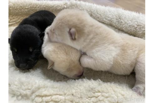 成約済の岡山県の柴犬-159244の7枚目