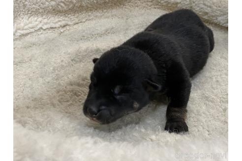 成約済の岡山県の柴犬-159246の7枚目