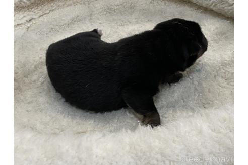 成約済の岡山県の柴犬-159246の6枚目