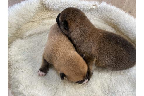 成約済の岡山県の柴犬-159248の5枚目