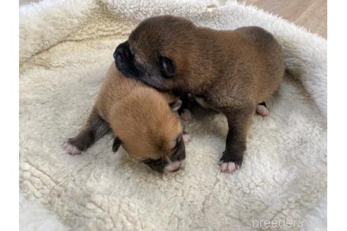 成約済の岡山県の柴犬-159249の6枚目