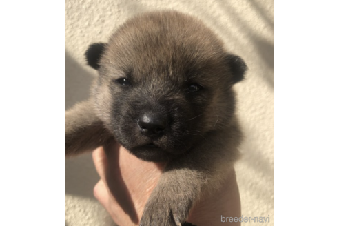 成約済の福島県の北海道犬-159254の1枚目