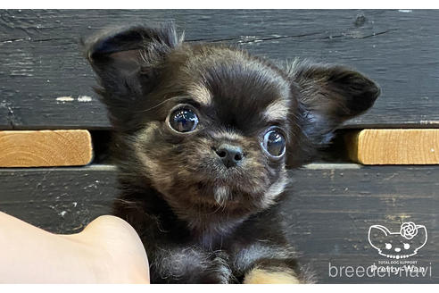 成約済の愛知県のチワワ(ロングコート)-159061の1枚目