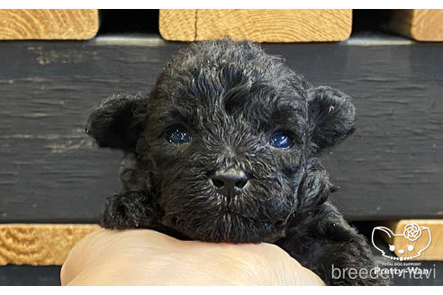 成約済の愛知県のタイニープードル-159256の8枚目