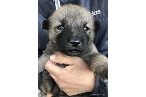 成約済の福島県の北海道犬-159258の1枚目