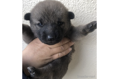 成約済の福島県の北海道犬-159258の3枚目