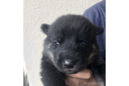 成約済の福島県の北海道犬-159259の3枚目