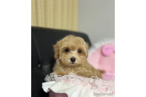 成約済の茨城県のマルプー:マルチーズ×トイプードル-159265の10枚目