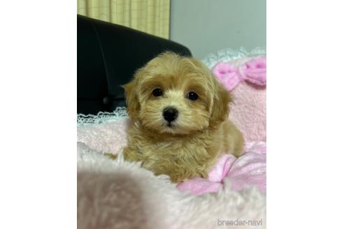 成約済の茨城県のマルプー:マルチーズ×トイプードル-159265の2枚目
