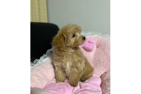 成約済の茨城県のマルプー:マルチーズ×トイプードル-159265の3枚目
