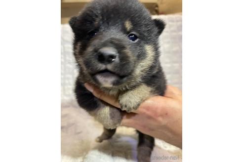 成約済の静岡県の柴犬-159278の1枚目