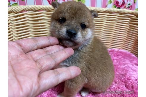 成約済の秋田県の豆柴-157470の15枚目