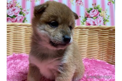 成約済の秋田県の豆柴-157470の11枚目