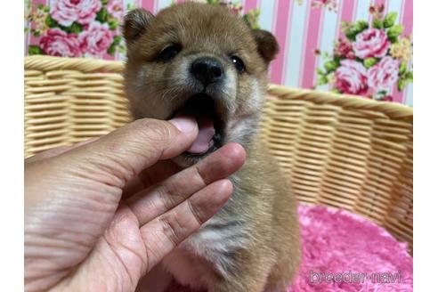 成約済の秋田県の豆柴-157470の10枚目