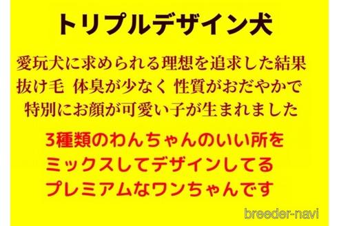 成約済の秋田県のマルプー:マルチーズ×トイプードル-159294の2枚目