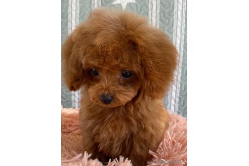 成約済の岡山県のティーカッププードル-157156の5枚目