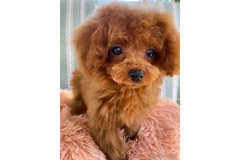 成約済の岡山県のティーカッププードル-157156の4枚目