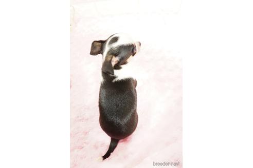 成約済の愛知県のチワワ(スムースコート)-159313の2枚目