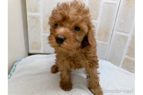 成約済の東京都のトイプードル-159339の7枚目