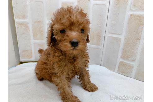 成約済の東京都のトイプードル-159339の9枚目