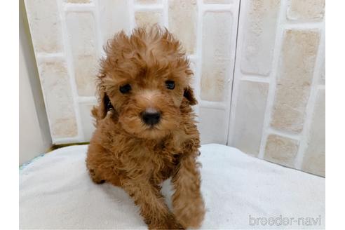 成約済の東京都のトイプードル-159339の10枚目