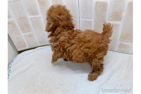 成約済の東京都のトイプードル-159339の11枚目