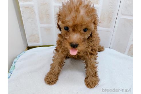 成約済の東京都のトイプードル-159339の13枚目