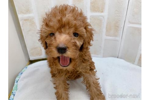 成約済の東京都のトイプードル-159339の14枚目