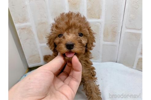 成約済の東京都のトイプードル-159339の15枚目