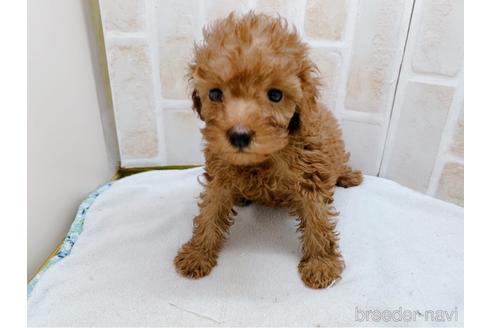 成約済の東京都のトイプードル-159339の6枚目