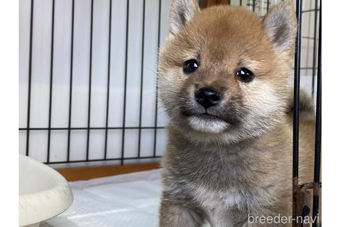 成約済の岡山県の豆柴-159348の1枚目