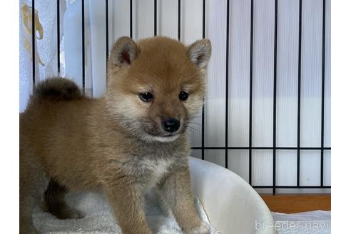 成約済の岡山県の豆柴-159348の5枚目