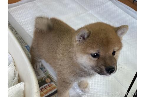 成約済の岡山県の豆柴-159348の2枚目