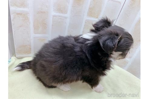 成約済の東京都のチワワ(ロングコート)-159349の6枚目