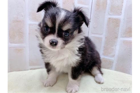 成約済の東京都のチワワ(ロングコート)-159349の1枚目