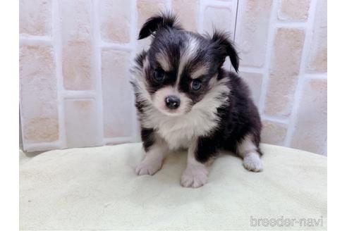 成約済の東京都のチワワ(ロングコート)-159349の7枚目