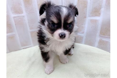 成約済の東京都のチワワ(ロングコート)-159349の8枚目