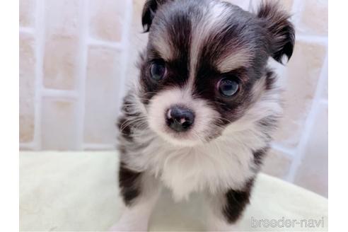 成約済の東京都のチワワ(ロングコート)-159349の9枚目