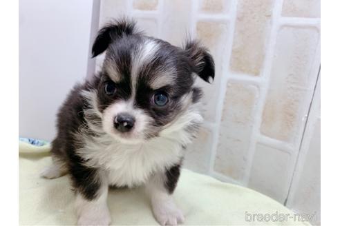 成約済の東京都のチワワ(ロングコート)-159349の2枚目