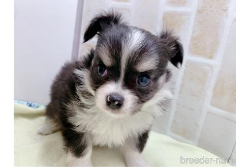 成約済の東京都のチワワ(ロングコート)-159349の3枚目