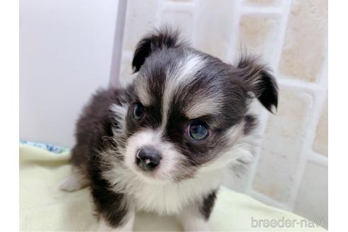 成約済の東京都のチワワ(ロングコート)-159349の4枚目